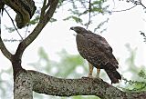 Martial Eagle